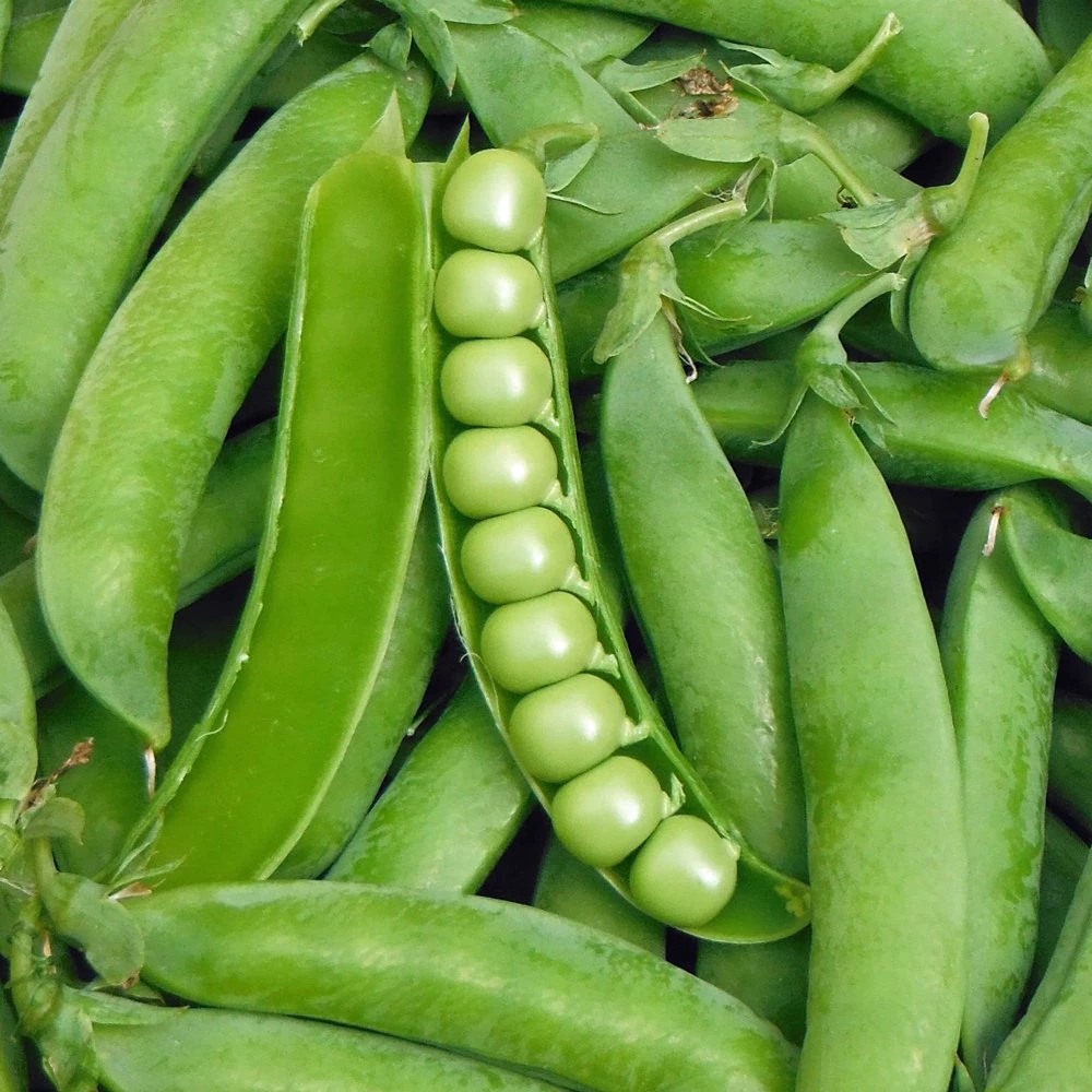 بسلة